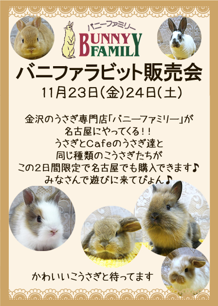 バニファラビット販売会