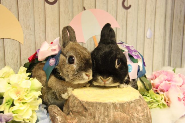 うさぎカフェ うさぎ専門店 かわいいうさぎ