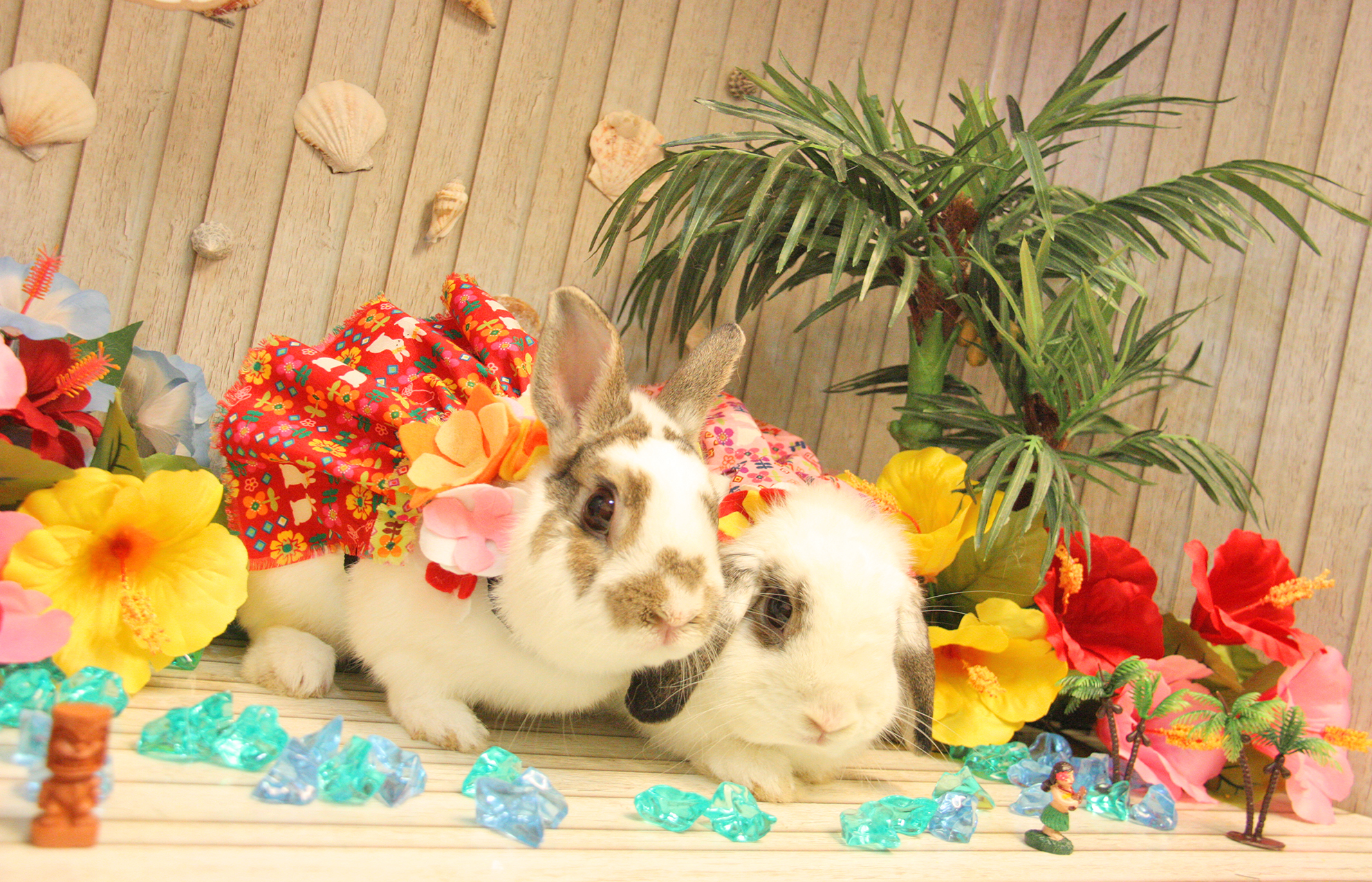 うさぎカフェ うさぎ専門店 グルーミングフォト うさぎカフェ うさぎ専門店 グルーミングフォト