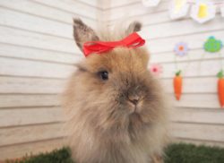 うさぎカフェ うさぎ専門店 かわいいうさぎ