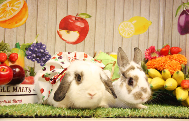 うさぎカフェ うさぎ専門店 グルーミングフォト うさぎカフェ うさぎ専門店 グルーミングフォト