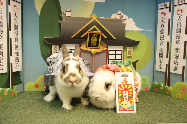 うさぎ七五三 うさぎとCafe 名古屋うさぎ専門店 うさぎ七五三 うさぎとCafe 名古屋うさぎ専門店