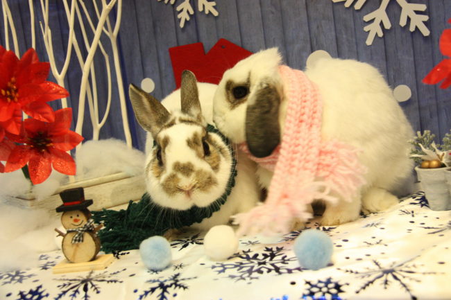 うさぎカフェ うさぎ専門店 グルーミングフォト