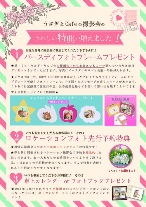 うさぎカフェ うさぎ撮影 かわいいうさぎ 癒し