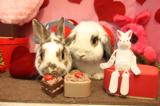 うさぎとCafe うさぎの撮影 バレンタイン