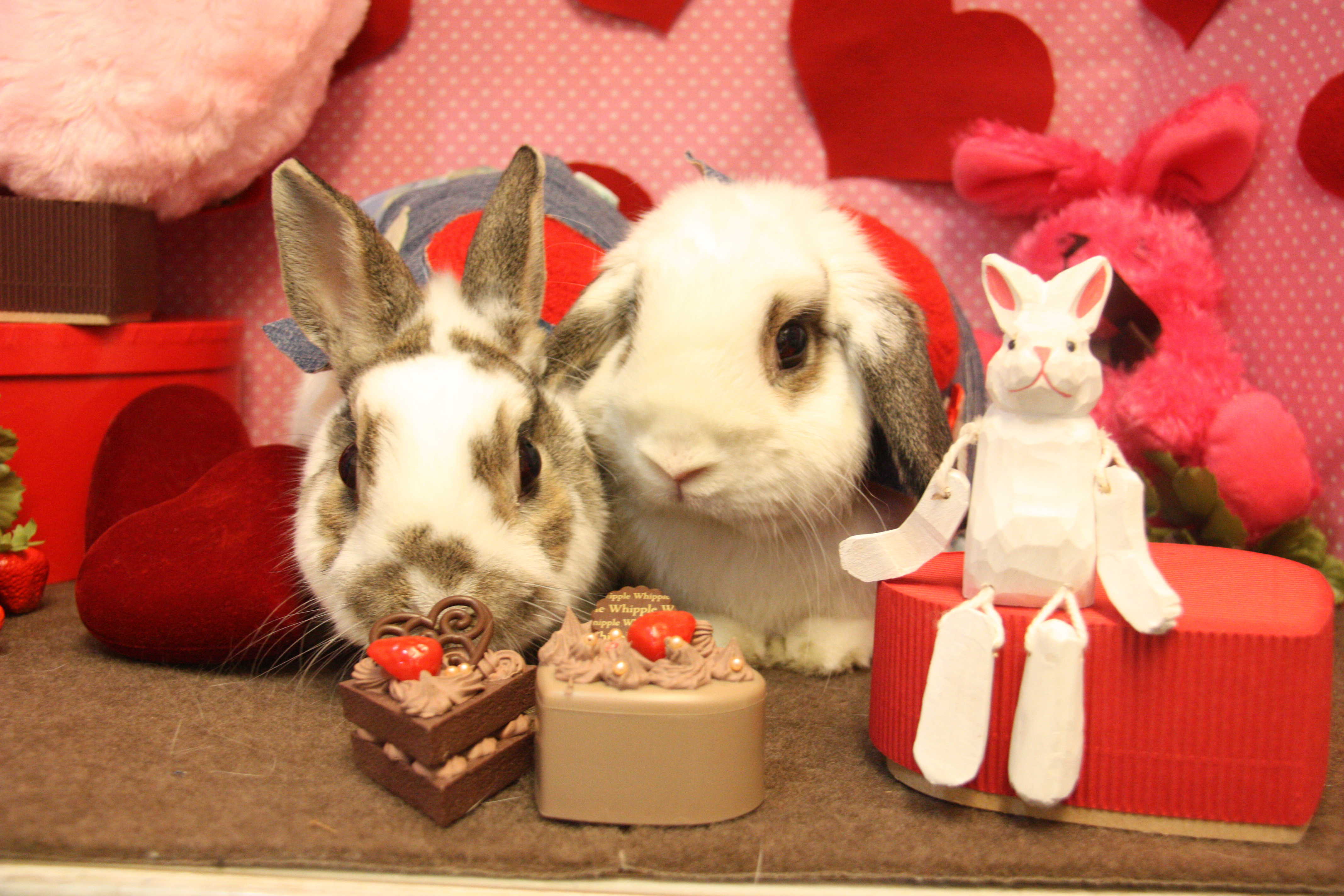 うさぎとCafe うさぎの撮影 バレンタイン