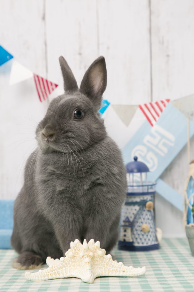 うさぎのワンダーランド うさぎ専門店 うさぎカフェ サマーちゃん