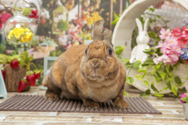 るるちゃん８歳のお誕生日 うさぎのワンダーランド うさぎとカフェ