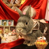 うさぎカフェ うさぎ専門店 グルーミングフォト