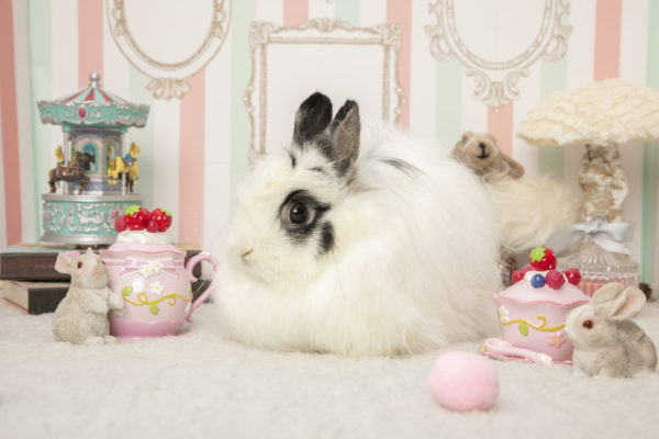 おませちゃん１歳のお誕生日 うさぎのワンダーランド うさぎとカフェ