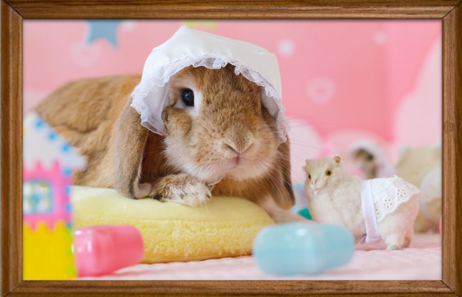 うさぎとＣａｆｅ うさぎ撮影 usagraph うさぎ写真家 うさぎカフェ