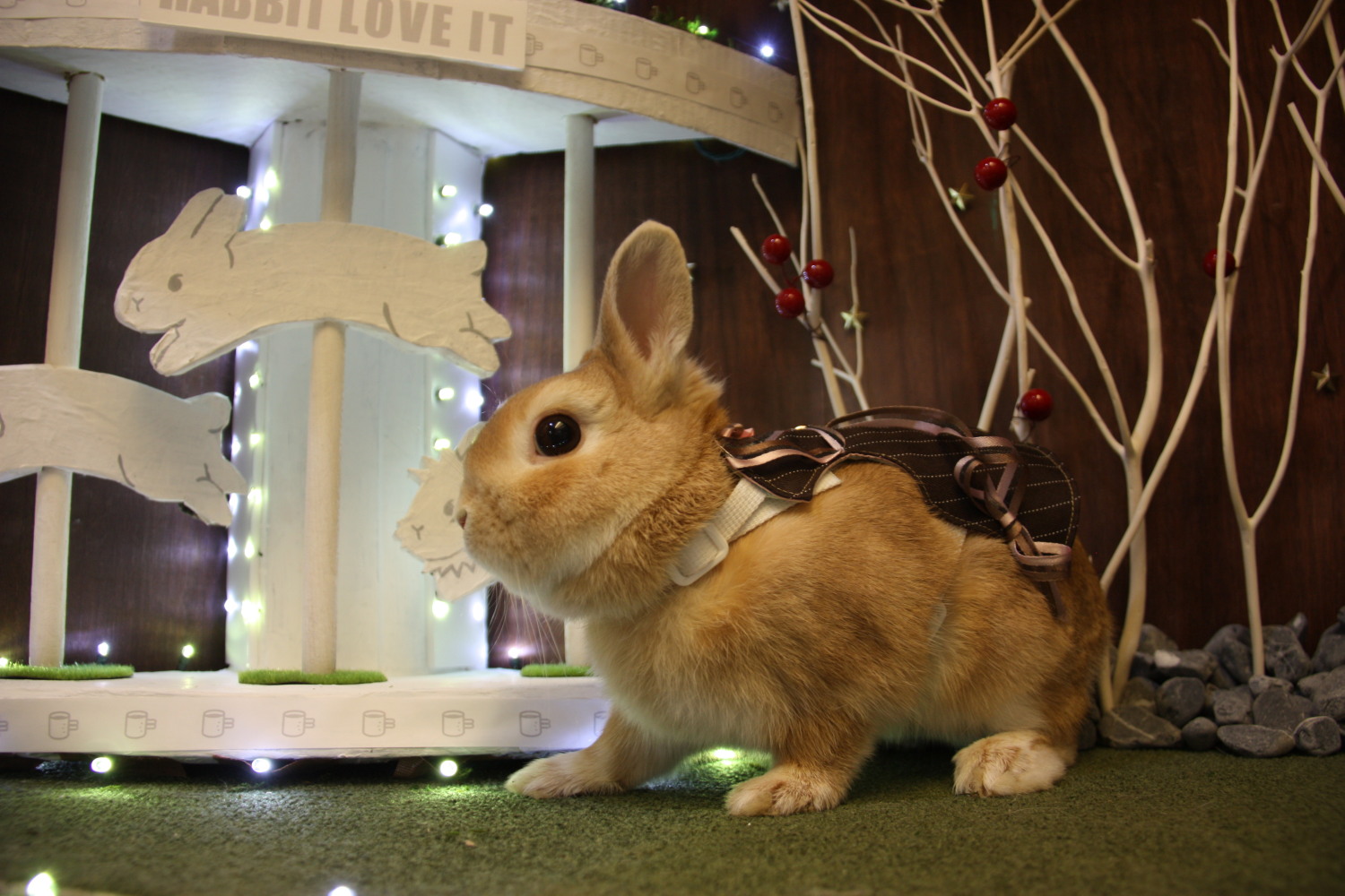 うさぎカフェ うさぎ専門店 グルーミングフォト うさぎカフェ うさぎ専門店 グルーミングフォト