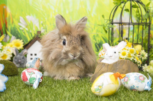 うさぎのWONDERLAND うさぎとCafe ピクルス うさぎのWONDERLAND うさぎとCafe ピクルス