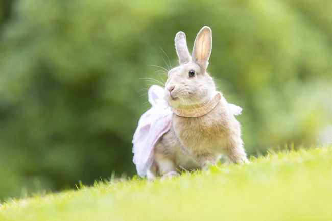うさぎとCafe うさぎカフェ名古屋 大須 うさぎ撮影会 usagraph