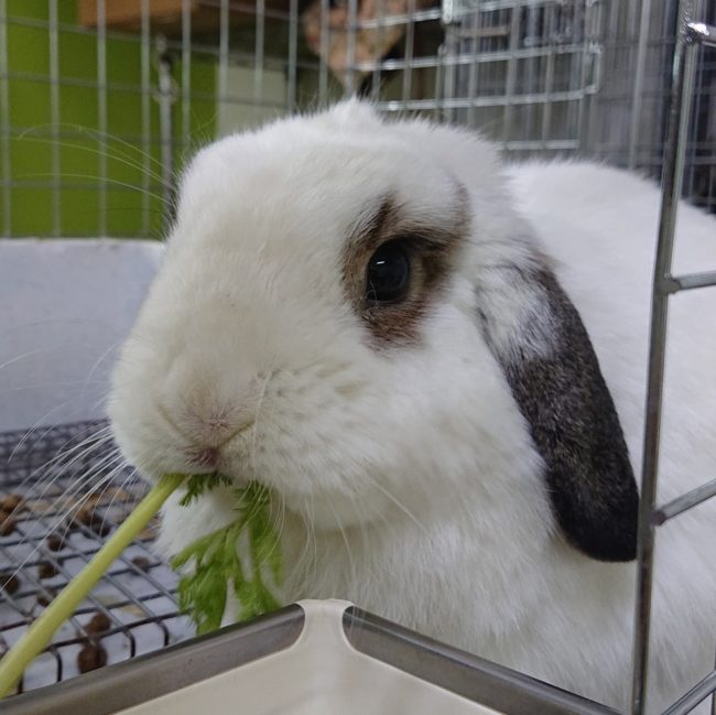 生葉っぱ　生牧草　うさぎ