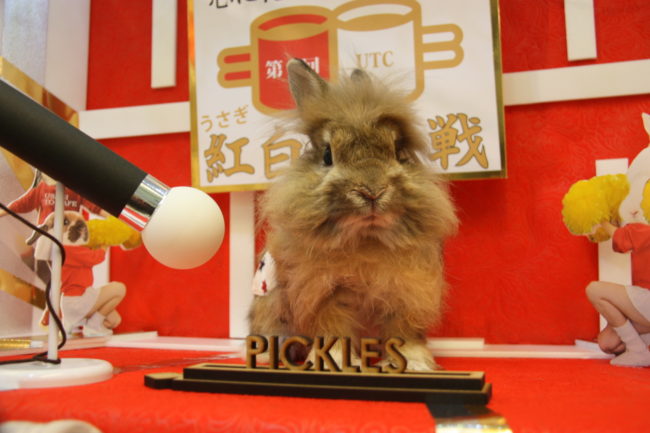 うさぎカフェ うさぎ専門店 グルーミングフォト うさぎカフェ うさぎ専門店 グルーミングフォト