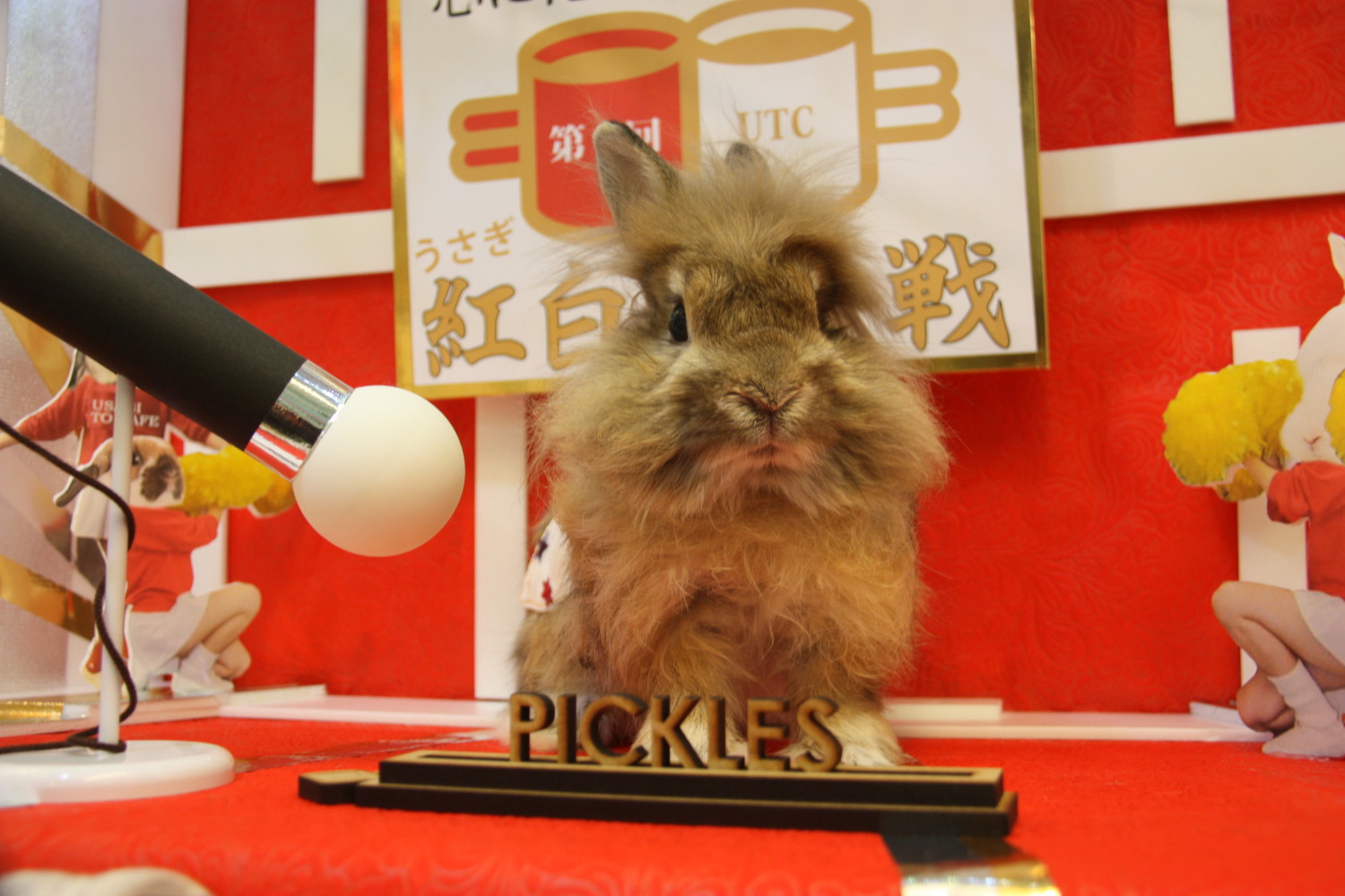 うさぎカフェ うさぎ専門店 グルーミングフォト うさぎカフェ うさぎ専門店 グルーミングフォト