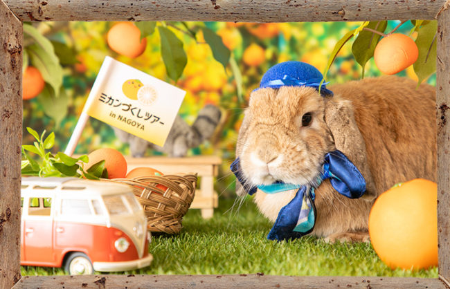 うさぎとＣａｆｅ　撮影会