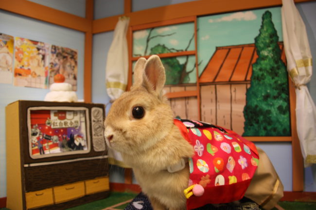 うさぎカフェ うさぎ専門店 グルーミングフォト