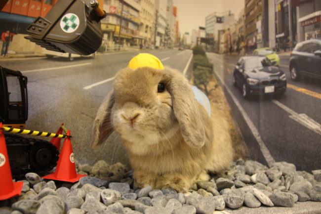 うさぎカフェ うさぎ専門店 グルーミングフォト