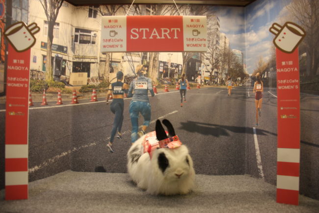 うさぎカフェ うさぎ専門店 グルーミングフォト