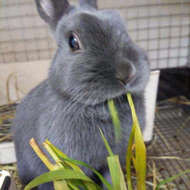生牧草 生イタリアンライグラス うさぎ  生牧草 生イタリアンライグラス うさぎ