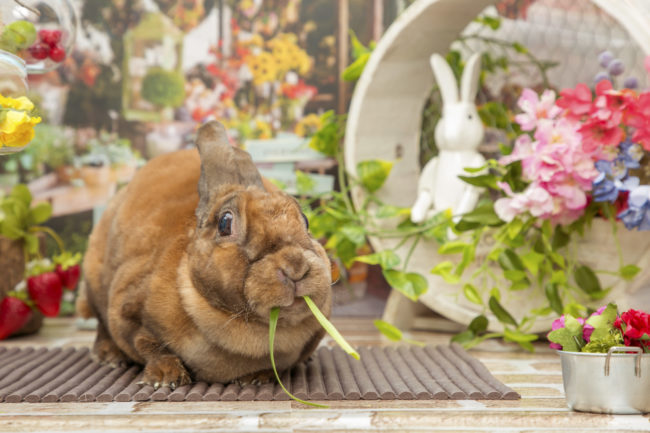 うさぎカフェ うさぎ専門店　ミニレッキス　るるちゃん