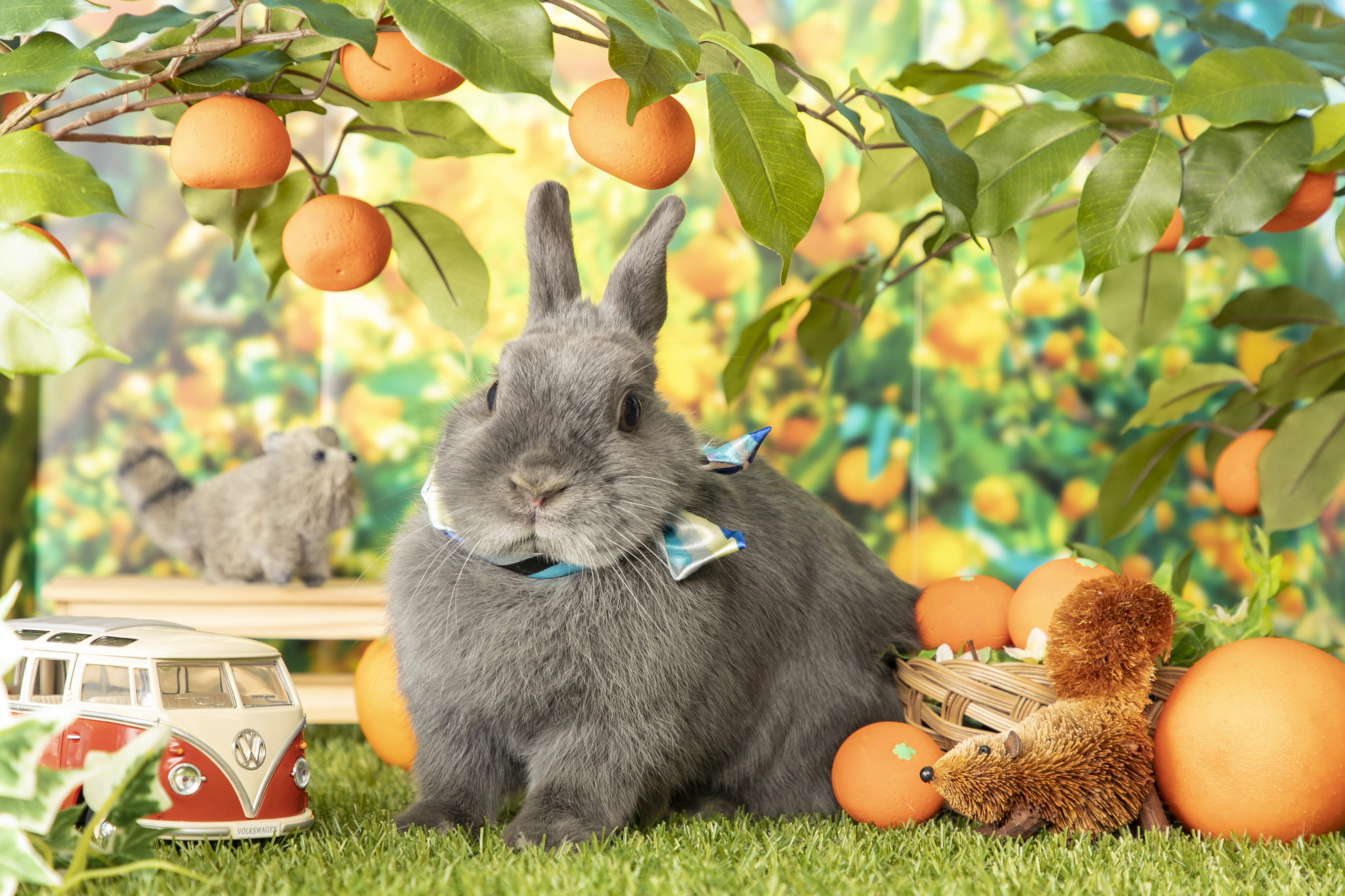 サマーちゃん5歳のお誕生日 – うさぎのワンダーランド うさぎとカフェ