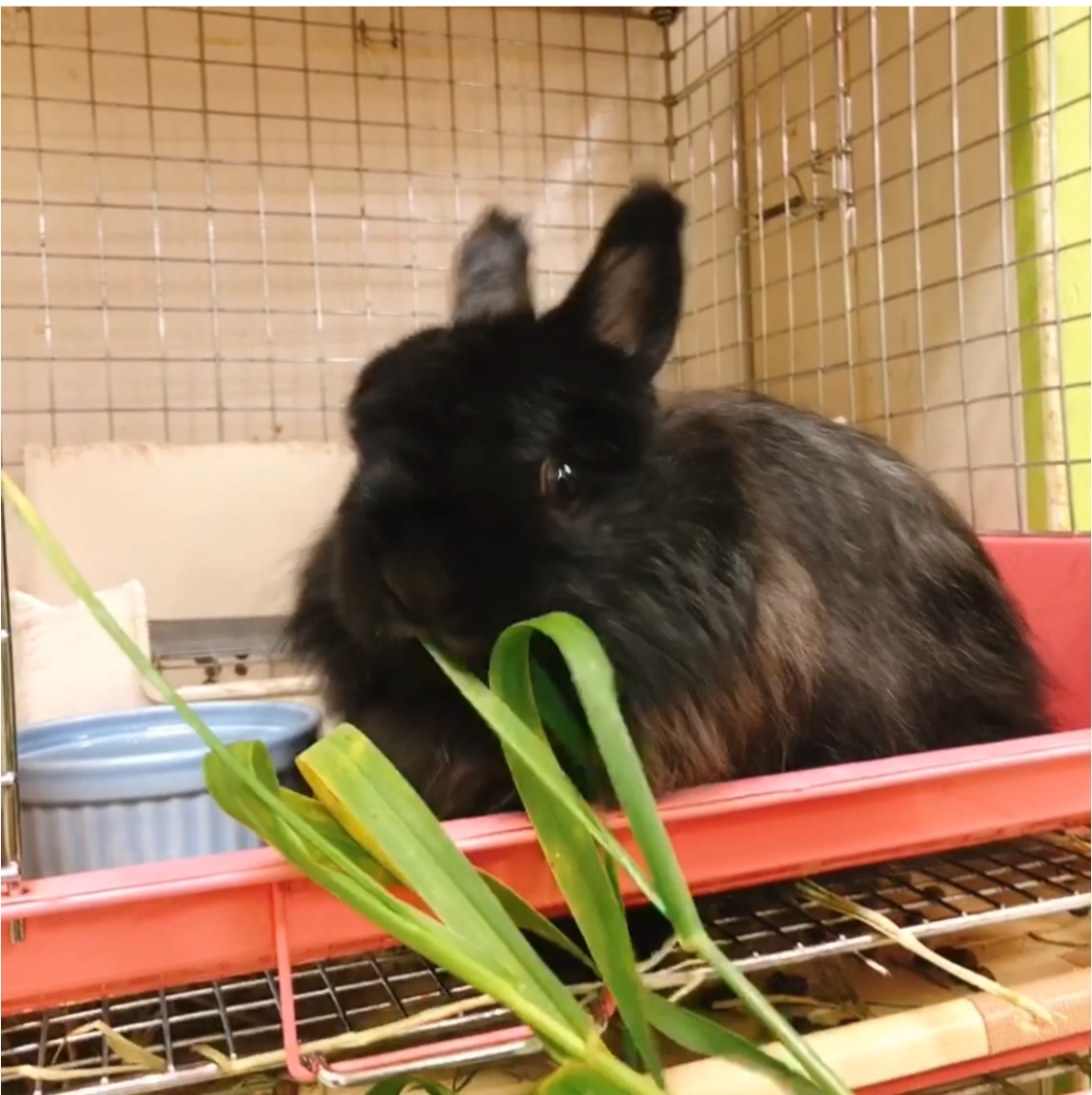 新着情報 ページ 26 うさぎのワンダーランド うさぎとカフェ