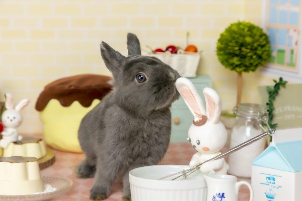 うさぎと遊ぶ うさぎのワンダーランド うさぎとカフェ