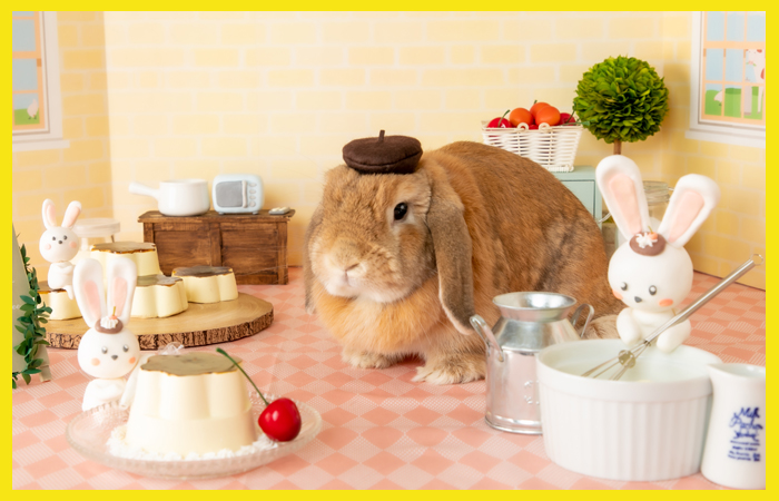 うさぎのワンダーランド うさぎとカフェ うさぎのワンダーランド うさぎとcafe は 遊ぶ 学ぶ 暮らす グルーミング など うさぎ の事なら何でもできちゃうテーマパークです