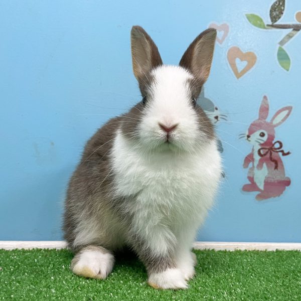 子うさぎ一覧 うさぎのワンダーランド うさぎとカフェ