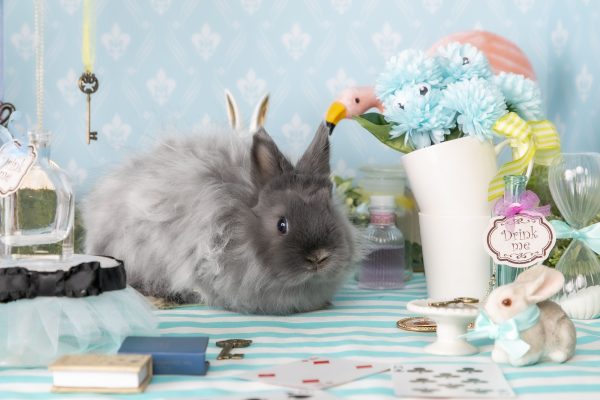 うさぎと遊ぶ うさぎのワンダーランド うさぎとカフェ