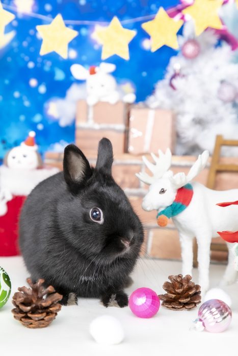 うさぎカフェ うさぎのワンダーランド うさぎとカフェ うさぎカフェ うさぎのワンダーランド うさぎとカフェ