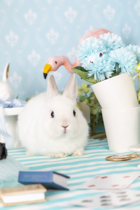 うさぎと遊ぶ うさぎのワンダーランド うさぎとカフェ