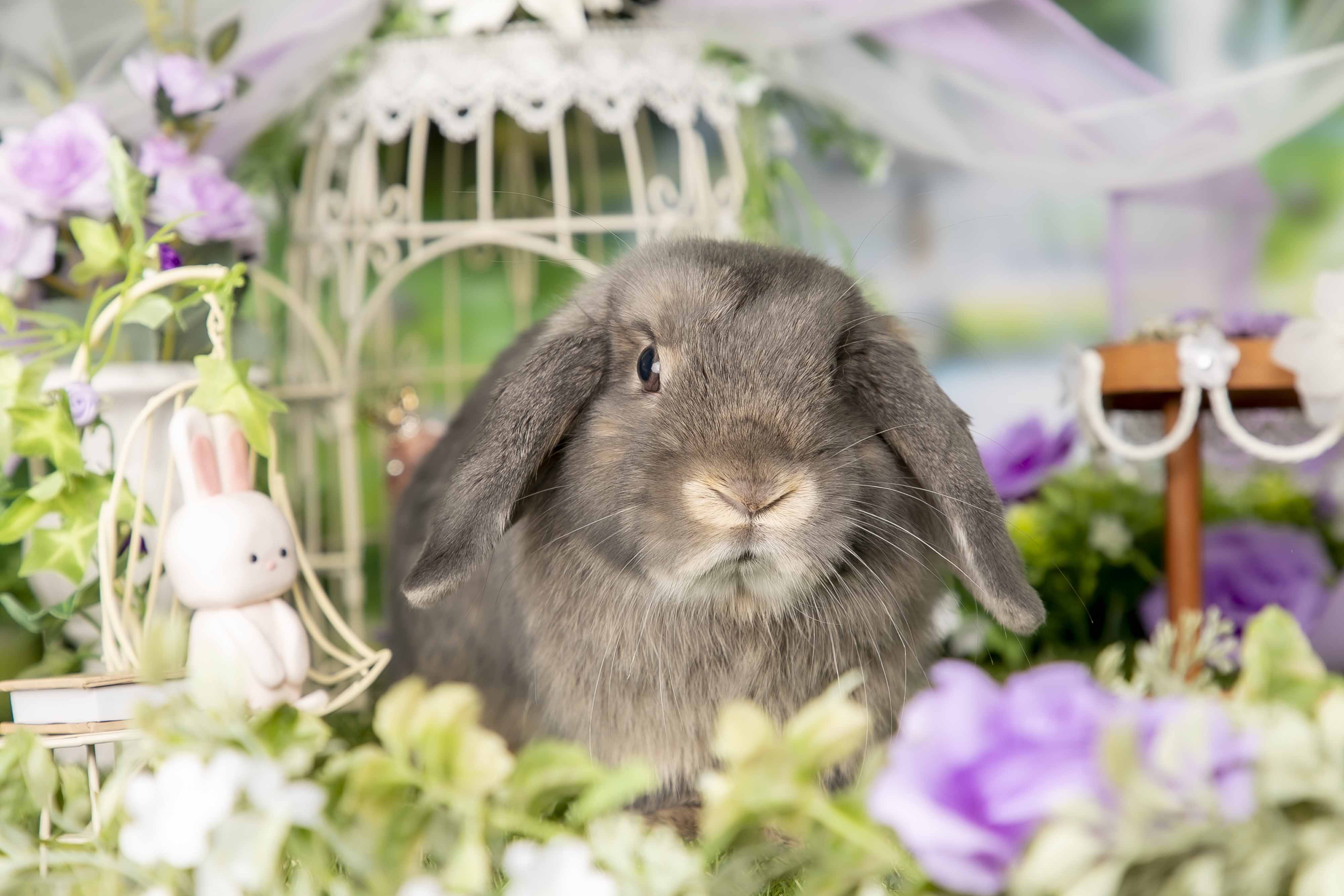 ぱんだ❣️実りの秋❣️収穫の秋❣️うさぎちゃんデート❣️ ぱんだ❣️実りの秋❣️収穫の秋❣️うさぎちゃんデート