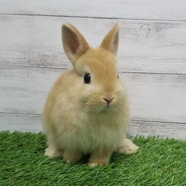 子うさぎ一覧 うさぎのワンダーランド うさぎとカフェ
