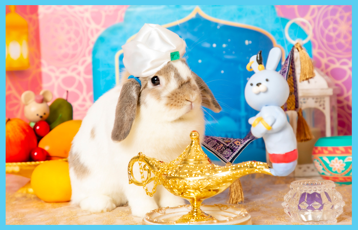 うさぎのワンダーランド うさぎとカフェ うさぎのワンダーランド うさぎとcafe は 遊ぶ 学ぶ 暮らす グルーミング など うさぎ の事なら何でもできちゃうテーマパークです