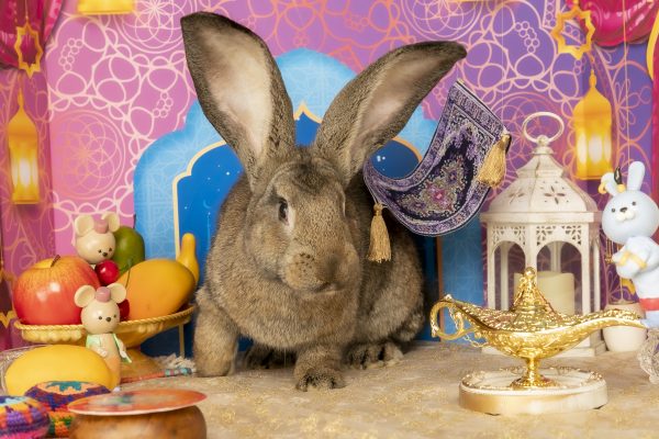 うさぎカフェ うさぎのワンダーランド うさぎとカフェ うさぎカフェ うさぎのワンダーランド うさぎとカフェ