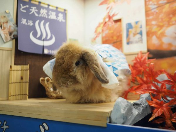 うさぎ専門店 うさちゃんち – うさぎのワンダーランド うさぎとカフェ