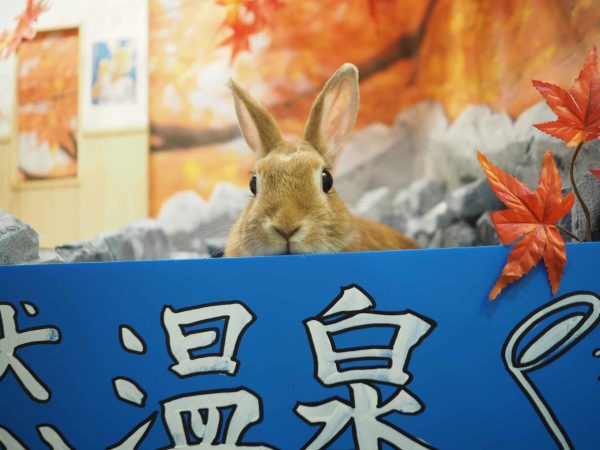 うさぎ専門店 うさちゃんち – うさぎのワンダーランド うさぎと