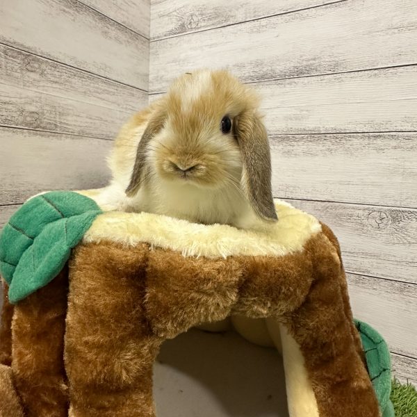 シルバニアファミリー ショコラうさぎの小さい赤ちゃん　ペンダント 先行販売 大丸梅田店先行販売】「ショコラウサギの小さい赤ちゃん