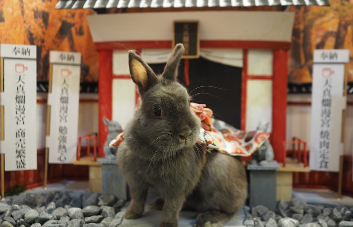 うさぎのワンダーランド うさぎとカフェ うさぎのワンダーランド うさぎとcafe は 遊ぶ 学ぶ 暮らす グルーミング など うさぎ の事なら何でもできちゃうテーマパークです