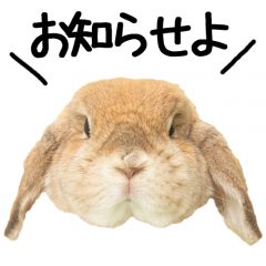 お知らせ