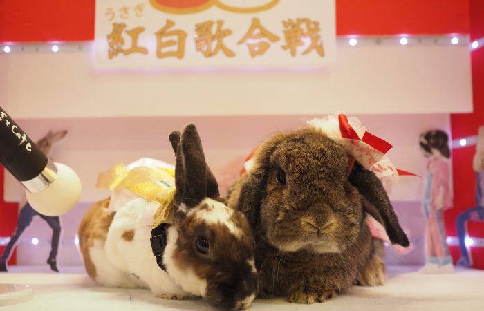 うさぎのワンダーランド うさぎとカフェ うさぎのワンダーランド うさぎとcafe は 遊ぶ 学ぶ 暮らす グルーミング など うさぎ の事なら何でもできちゃうテーマパークです うさぎのワンダーランド うさぎとカフェ うさぎのワンダーランド うさぎとcafe は 遊ぶ 学ぶ 暮らす グルーミング など うさぎ の事なら何でもできちゃうテーマパークです