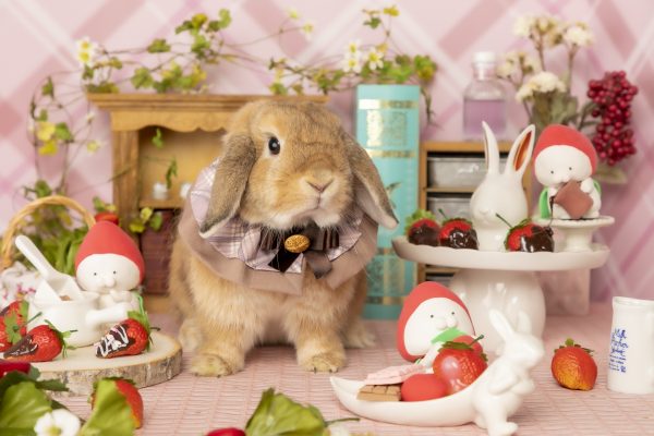 うさぎスタッフ一覧 – うさぎのワンダーランド うさぎとカフェ