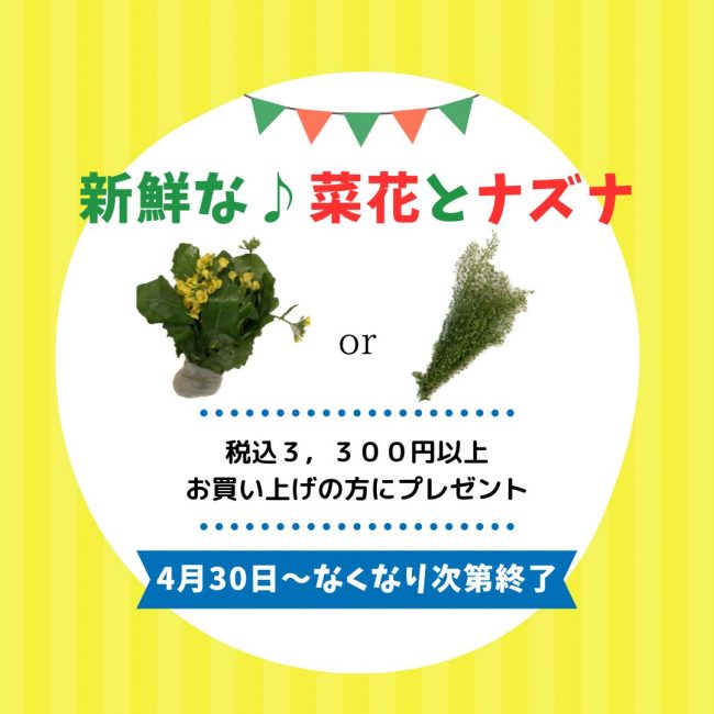 菜花とナズナをプレゼント