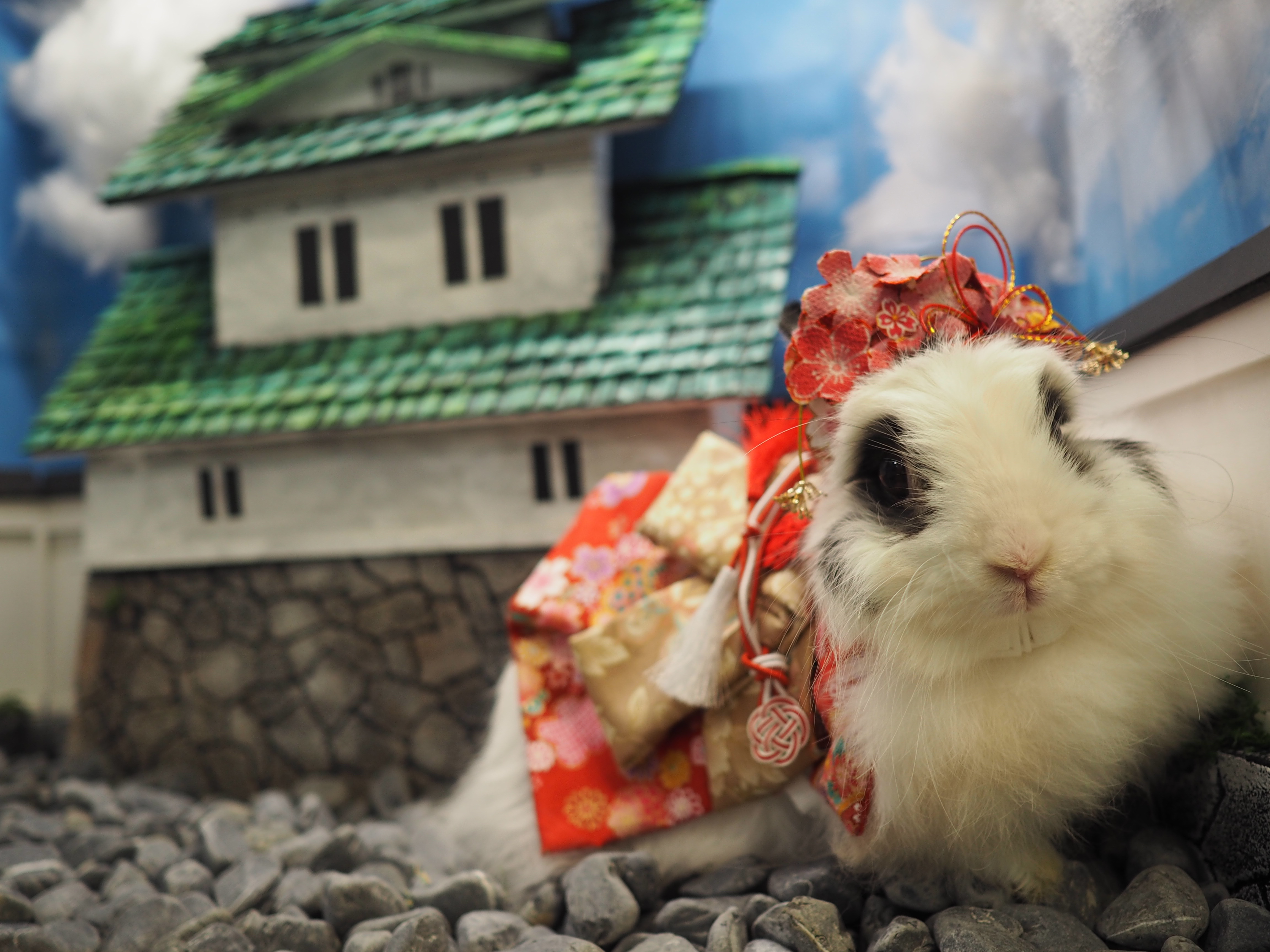 OLYMPUS DIGITAL CAMERA