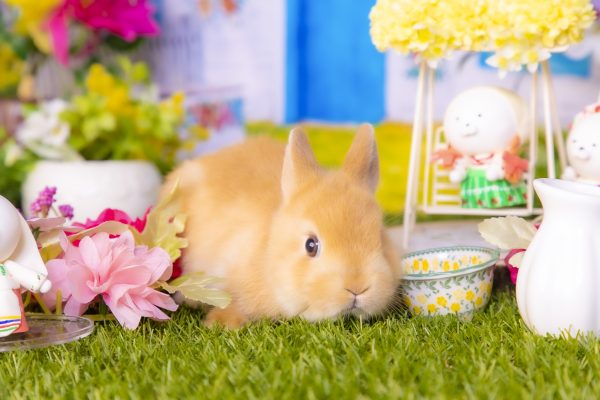 うさぎカフェ – うさぎのワンダーランド うさぎとカフェ