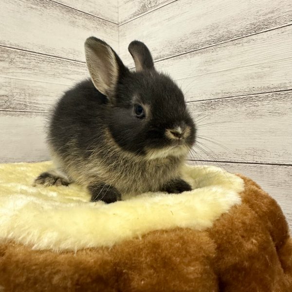 子うさぎ一覧 – うさぎのワンダーランド うさぎとカフェ